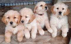 Puppies